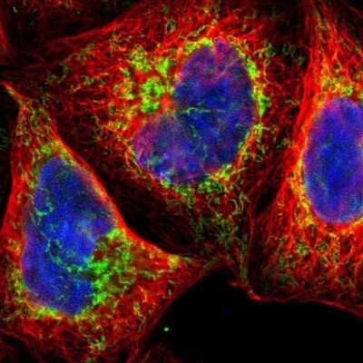 Immunocytochemistry/ Immunofluorescence: TOP1MT Antibody [NBP1-89473]