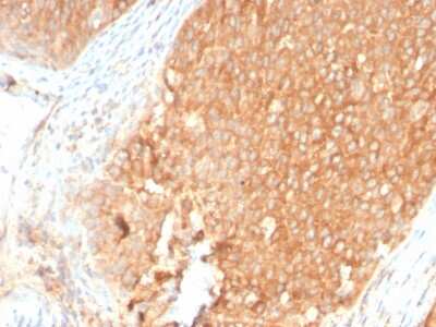 Immunohistochemistry-Paraffin: TOP1MT Antibody (TOP1MT/2883R) - Azide and BSA Free [NBP3-08332]