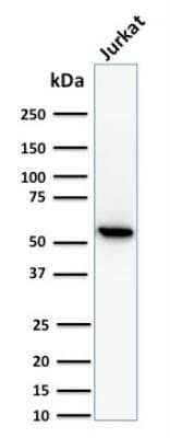 Western Blot: TOP1MT Antibody (TOP1MT/488)Azide and BSA Free [NBP2-47793]