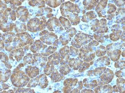 Immunohistochemistry-Paraffin: TOP1MT Antibody (TOP1MT/488) - IHC-Prediluted [NBP2-48472]