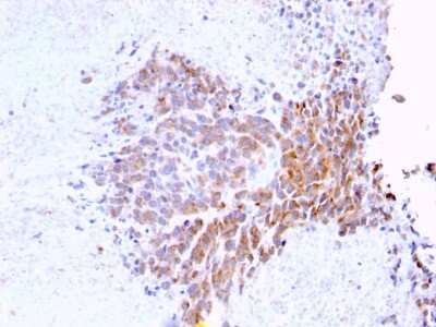 Immunohistochemistry-Paraffin: TOP1MT Antibody (TOP1MT/568) - Azide and BSA Free [NBP3-08305]