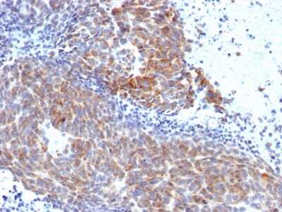 Immunohistochemistry-Paraffin: TOP1MT Antibody (TOP1MT/568) [NBP3-07561]