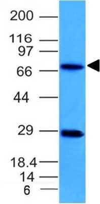 Western Blot: TOP1MT Antibody (TOP1MT/613)Azide and BSA Free [NBP3-08306]