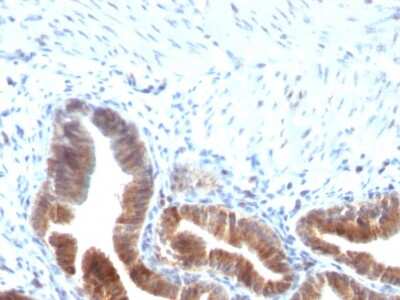 Immunohistochemistry-Paraffin: TOP1MT Antibody (TOP1MT/613) [NBP3-07562]