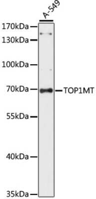 Western Blot: TOP1MT AntibodyAzide and BSA Free [NBP2-93237]