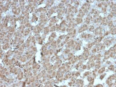 Immunohistochemistry-Paraffin: TOP1MT Antibody (rTOP1MT/488) [NBP3-13850]