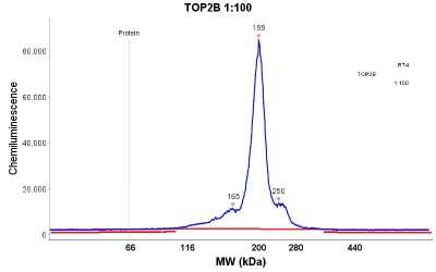 Simple Western: TOP2B Antibody [NBP1-89527]