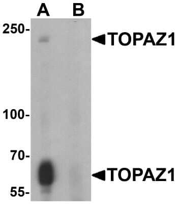 Western Blot: TOPAZ1 AntibodyBSA Free [NBP2-82040]