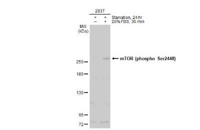 Western Blot: TOR/mTOR [p Ser2448] Antibody [NBP3-13144]