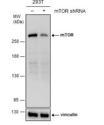 Western Blot: TOR/mTOR Antibody (6611) [NBP2-43658]