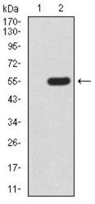Western Blot: TOR/mTOR Antibody (8H5A5)BSA Free [NBP2-52513]