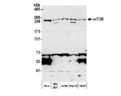 Western Blot: TOR/mTOR Antibody [NB100-240]