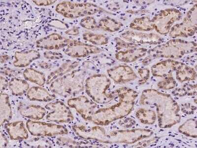 Immunohistochemistry-Paraffin: TOR1AIP2 Antibody [NBP2-98140]