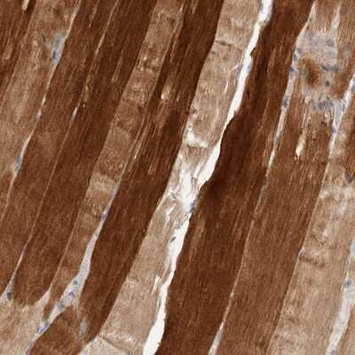 Immunohistochemistry-Paraffin: TOR3A Antibody [NBP1-89237]