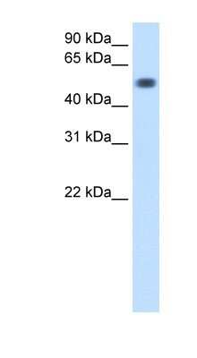 Western Blot: TOR3A Antibody [NBP1-58033]