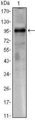 Western Blot: TORC1 Antibody (1B5)BSA Free [NBP1-51631]