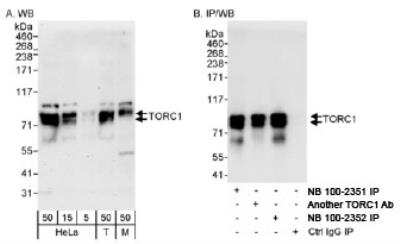 Western Blot: TORC1 Antibody [NB100-2352]