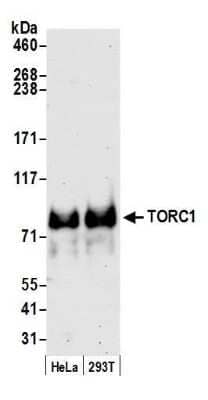 Western Blot: TORC1 Antibody [NB100-2352]