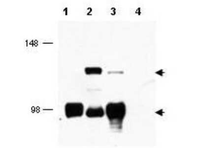 Western Blot: TORC1 Antibody [NBP1-77940]