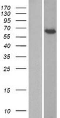 Western Blot: TORC1 Overexpression Lysate [NBP2-10919]