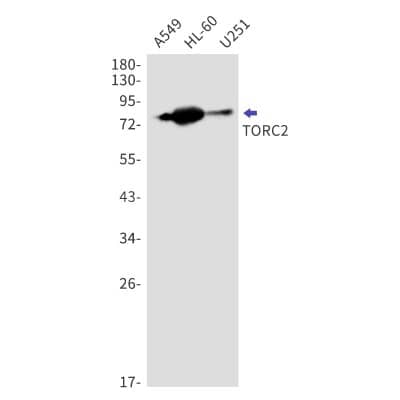 Western Blot: TORC2 Antibody (S08-5F2) [NBP3-20007]