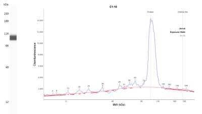 Simple Western: TORC2 AntibodyBSA Free [NBP2-22356]