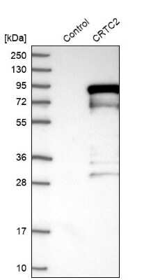 Western Blot: TORC2 Antibody [NBP1-86925]