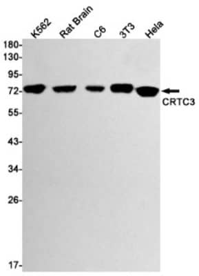 Western Blot: TORC3/CRTC3 Antibody (S07-4C9) [NBP3-20014]