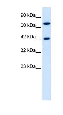 Western Blot: TOX2 Antibody [NBP1-79964]