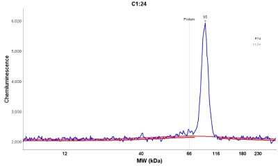 Simple Western: TOX3 Antibody [NBP1-86676]