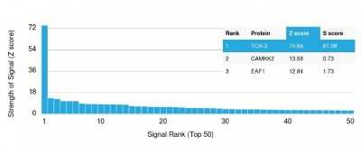 Protein Array: TOX3 Antibody (TOX3/1123) - Azide and BSA Free [NBP2-47748]
