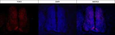 Immunofluorescence: TOX3 Antibody (TOX3/1123) [NBP2-45165]