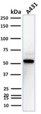 Western Blot: TOX3 Antibody (TOX3/1123) [NBP2-45165]