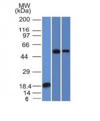 Western Blot: TOX3 Antibody (TOX3/1124) [NBP2-45166]