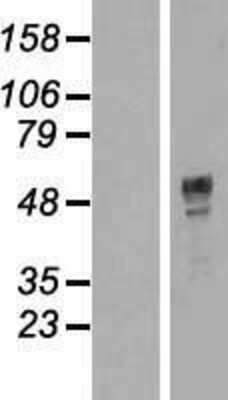 Western Blot: TOX3 Overexpression Lysate [NBP2-08493]