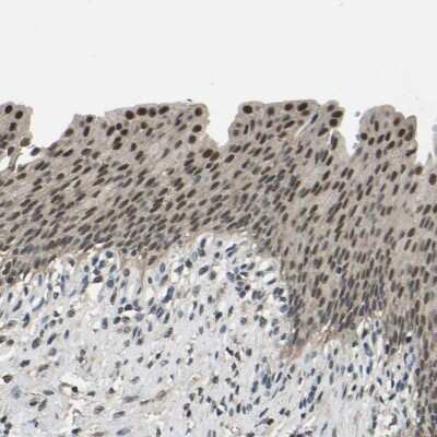 Immunohistochemistry-Paraffin: TOX4 Antibody [NBP1-88433]