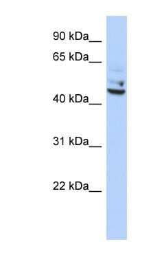 Western Blot: TP53I13 Antibody [NBP1-79466]