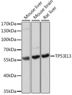 Western Blot: TP53I13 AntibodyAzide and BSA Free [NBP2-94004]