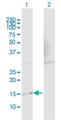 Western Blot: TP53TG1 Antibody [H00011257-B01P]