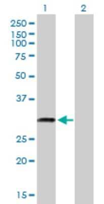 Western Blot: TPGS2 Antibody [H00025941-B01P]