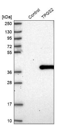 Western Blot: TPGS2 Antibody [NBP1-85062]