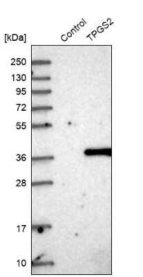 Western Blot: TPGS2 Antibody [NBP1-85063]