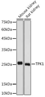 Western Blot: TPK1 AntibodyBSA Free [NBP2-93177]