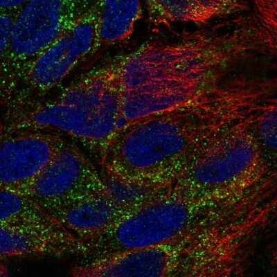 Immunocytochemistry/ Immunofluorescence: TPK1 Antibody [NBP1-83152]