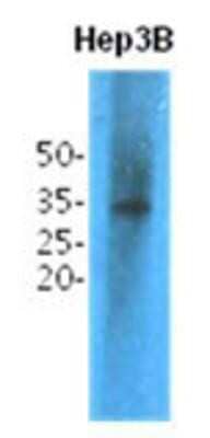 Western Blot: TPMT Antibody (2E7)BSA Free [NBP1-97939]