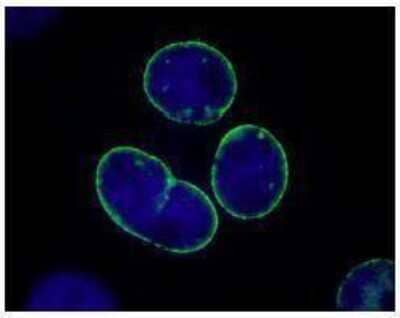 Immunocytochemistry: TPR Antibody [NB100-2867]