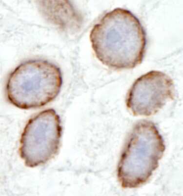 Immunohistochemistry-Paraffin: TPR Antibody [NB100-2867]