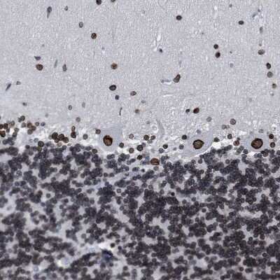 Immunohistochemistry-Paraffin: TPR Antibody [NBP1-89452]