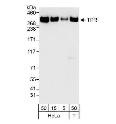 Western Blot: TPR Antibody [NB100-2866]