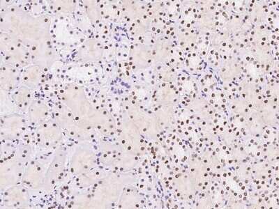 Immunohistochemistry-Paraffin: TPRX1 Antibody [NBP2-98200]